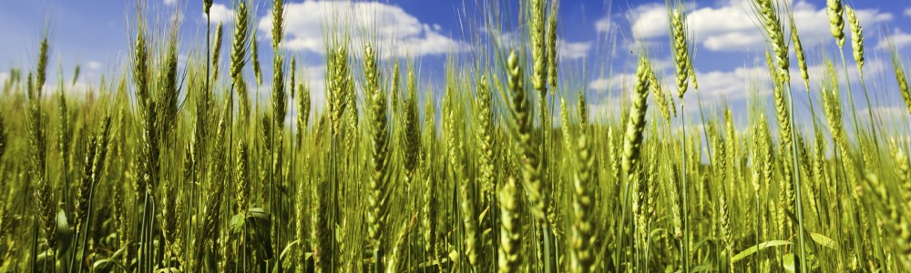 31 - Commodities Trading Banner - crop-background-02
